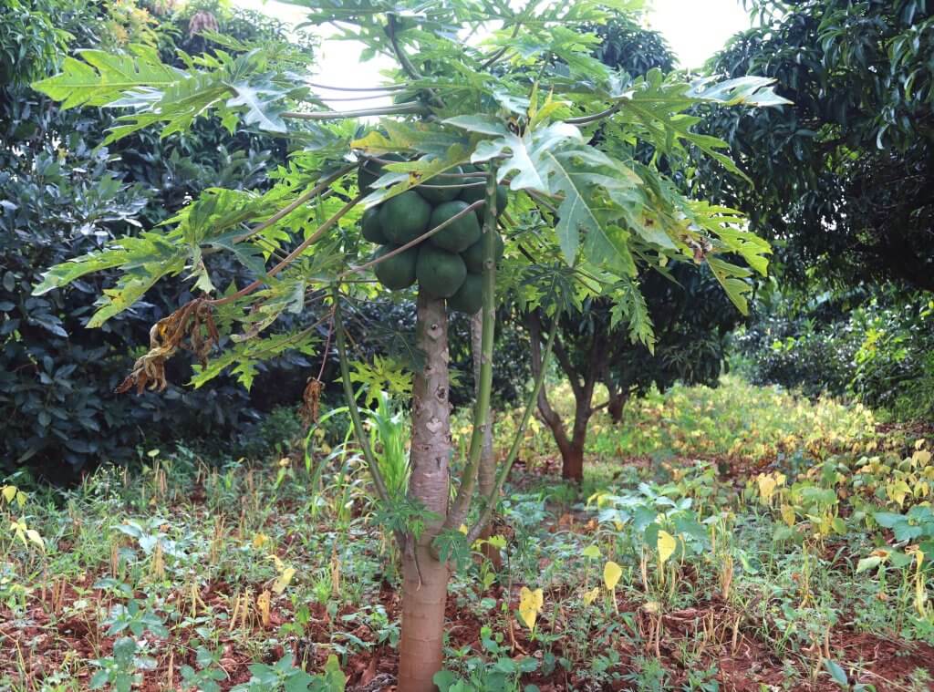 The farmers also learnt to diversify to fruit production (mangoes, avocado, pawpaw) to supplement income from crops.