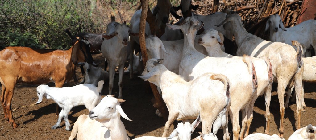 Farmers are now able to diversify crop and livestock production because of availability of water, pasture and associated benefits of crops to livestock integration.